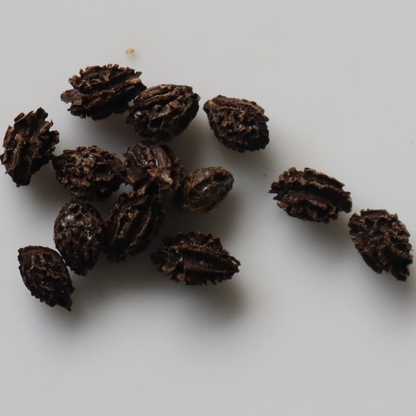 Organic Red Lady Papaya Seeds - Open Pollinated