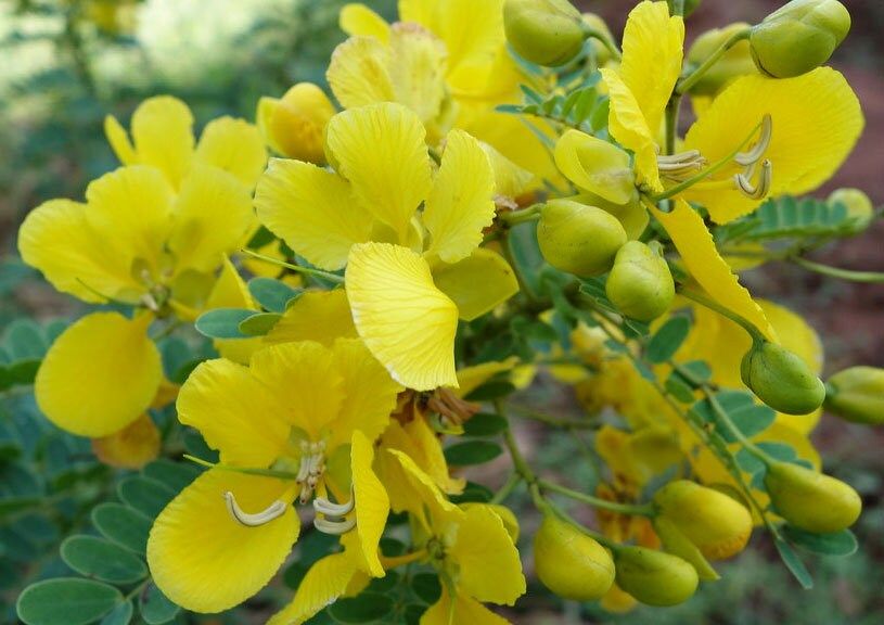 Avaram (Senna auriculata) All Time Flowering Live Plant