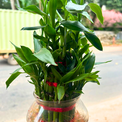 3 Layer Lucky Bamboo Indoor Live Plant