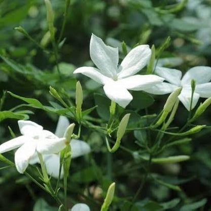 Pichi Poo- jathi mali  (Jasminum angustifolium) – Fragrant Flowering Live Plant