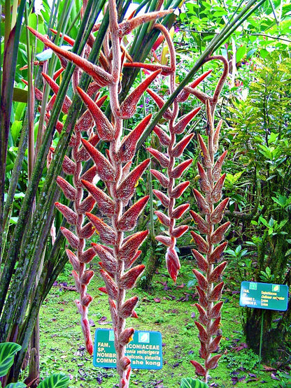 Heliconia Vellerigera Flowering Live Plant