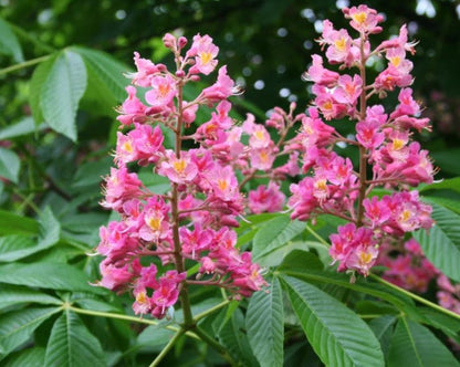Red Horse-Chestnut Tree (Aesculus x carnea) Rare Live Plant