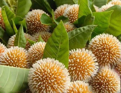 Dwarf Kadamba Yellow Fragrant All Time Flowering Live Plant