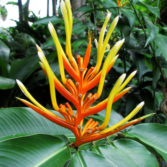 Heliconia Longiflora Flowering Live Plant