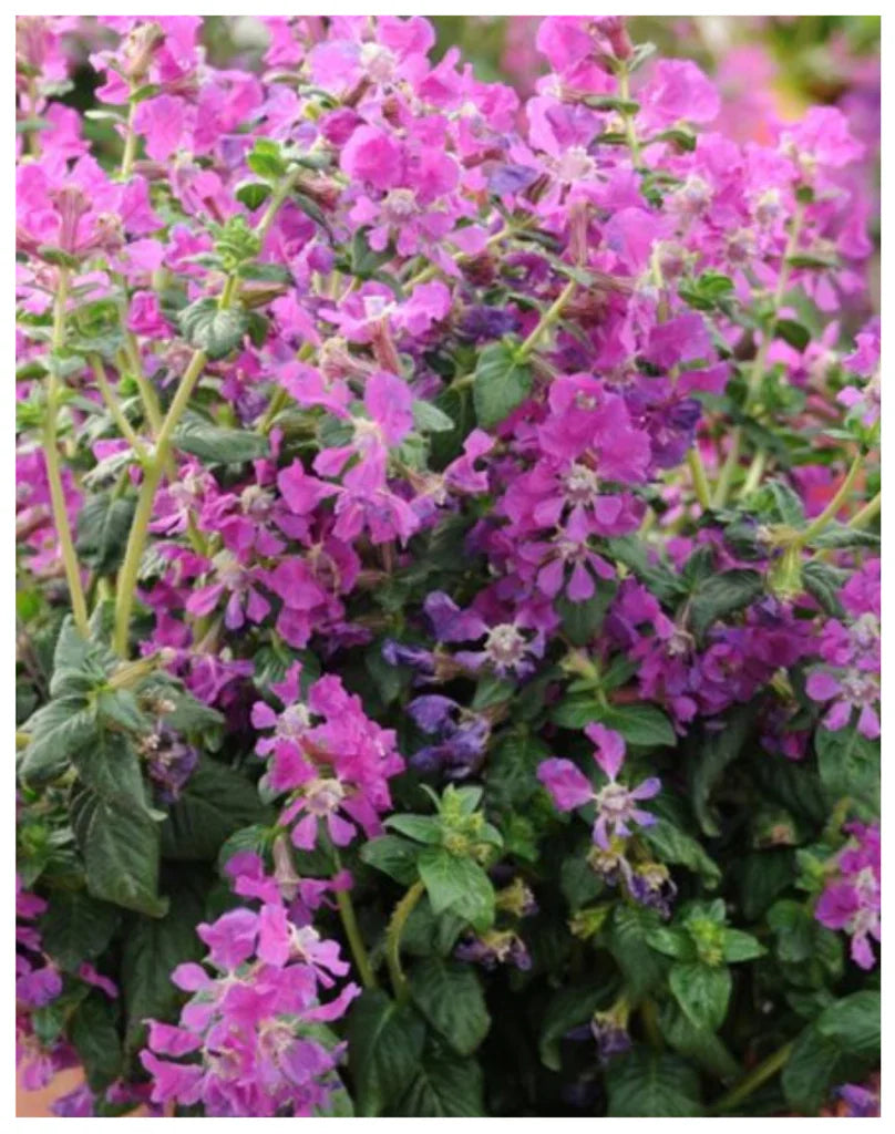 Cuphea Pink (Mexican Heather) Rare All Time Flowering Live Plant