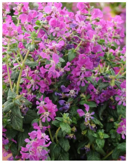 Cuphea Pink (Mexican Heather) Rare All Time Flowering Live Plant