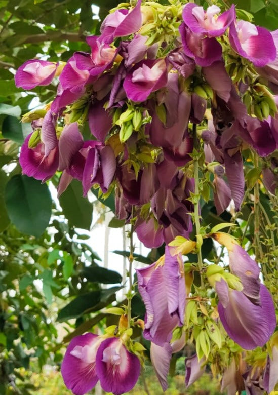 Butterfly Pea Tree (Clitoria arborea) Rare Live Plant
