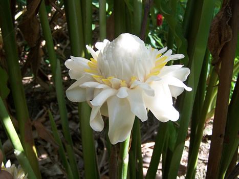White Torch Ginger Flowering Live Plant