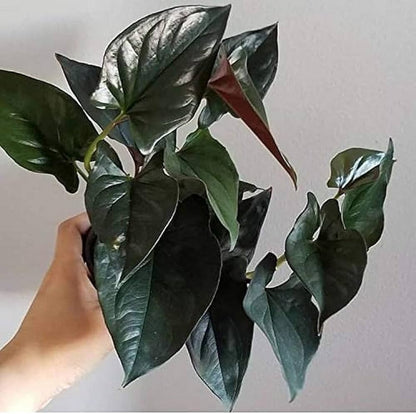 Black Pothos (Syngonium erythrophyllum) Money Plant Indoor Live Plant