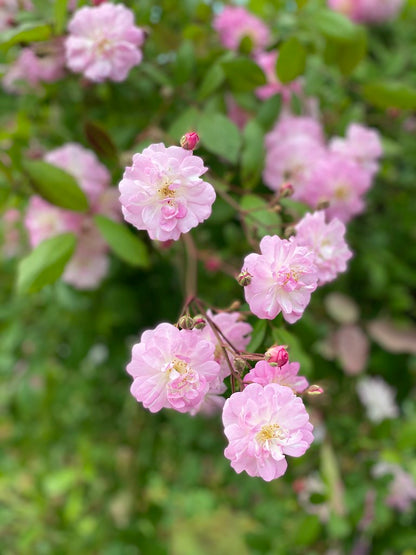 Perfume Breeze Creeper/Climber Rose Live Plant with Pot