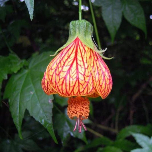 Lantern Hibiscus Tiger Flowering Live Plant