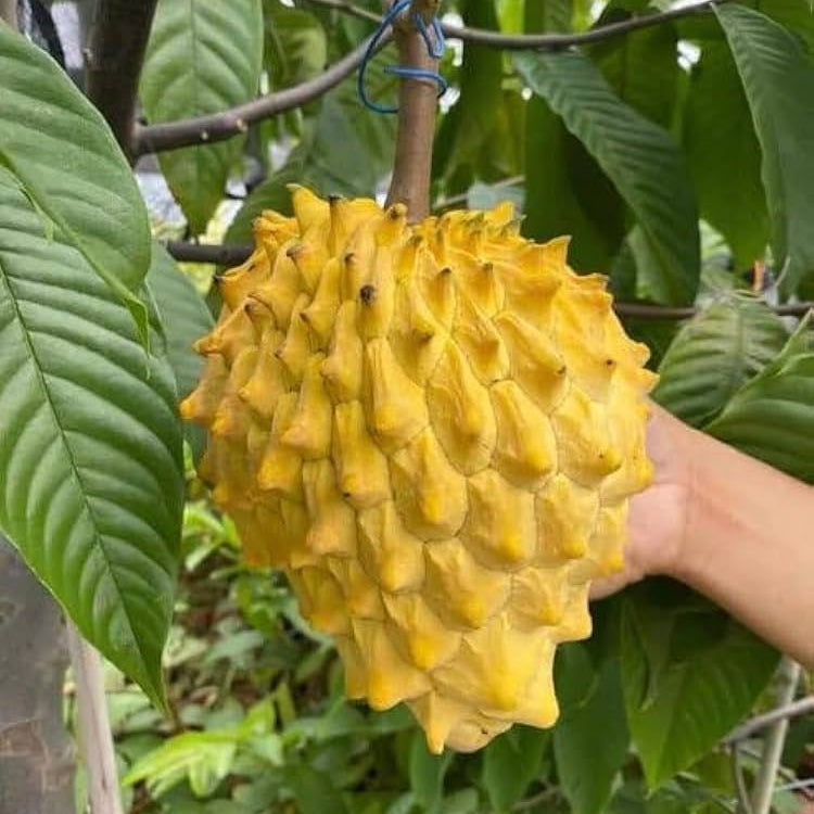 Rollinia (Annona mucosa) Fruit Live Plant