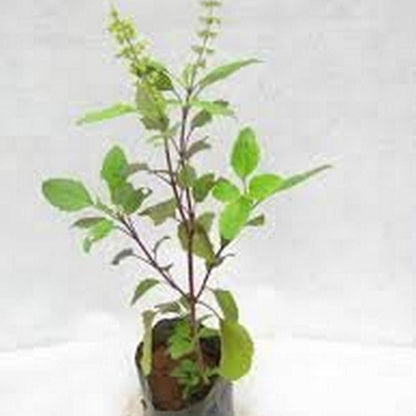 Tulsi (Holy Basil) Medicinal Live Plant