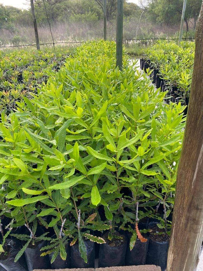 Macadamia Nut Fruit Live Plant