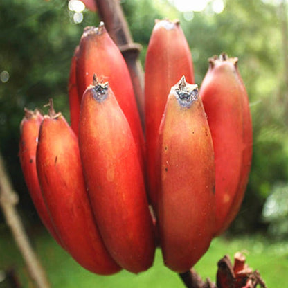 Red Banana Live Plant