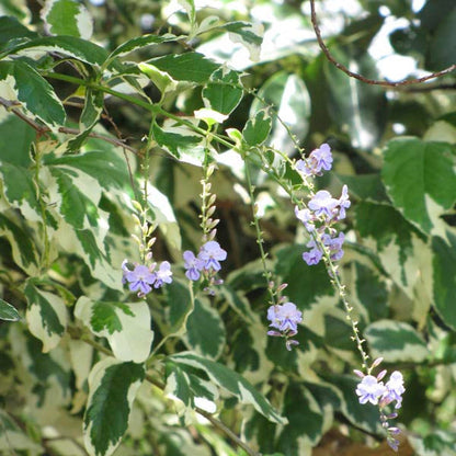 Duranta Erecta (Variegated Sky Flower) Ornamental Live Plant