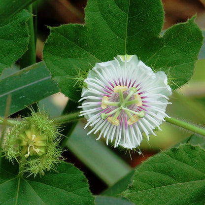 Passiflora Caerulea (Krishna Kamal) White Flowering Live Plant