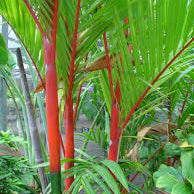 Red Palm (Cyrtostachys renda) Ornamental Live Plant