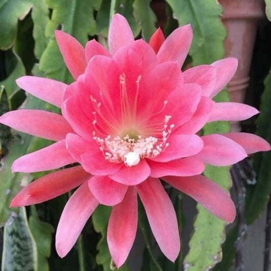 Brahma Kamal - Pink (Saussurea obvallata) Flowering Live Plant with Pot
