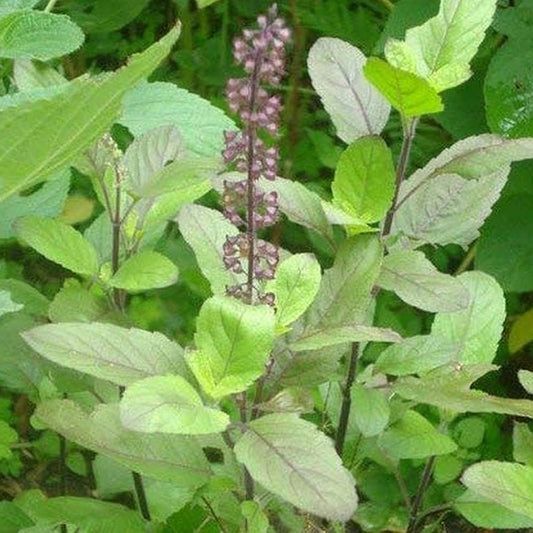 Tulsi (Holy Basil) Medicinal Live Plant