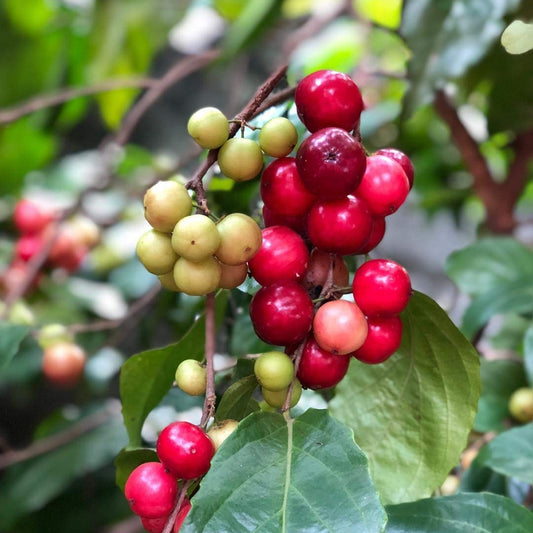 Sweet lubi (flacourtia jangomas) Live Plant