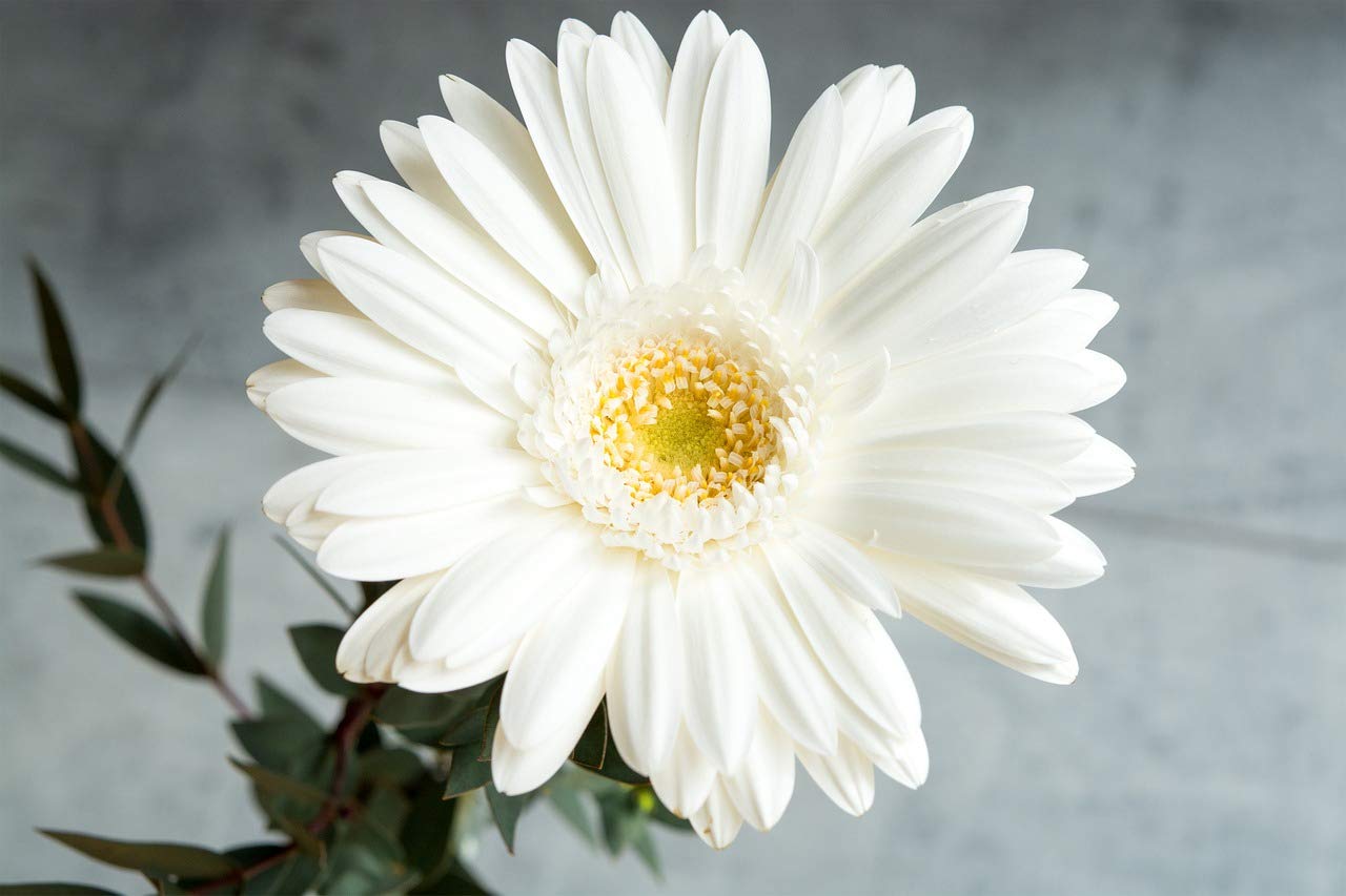 Gerbera White Flowering Live Plant Pot with Flowers