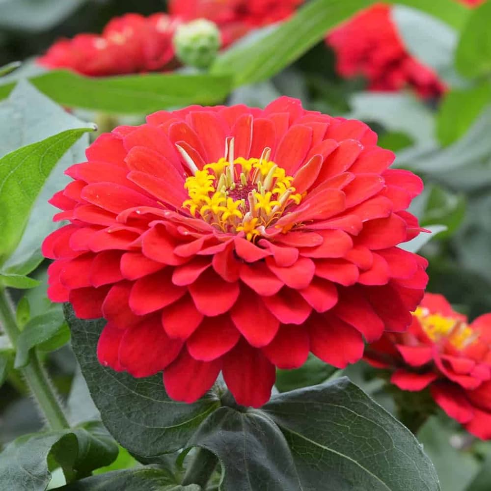 Red Multi Petal Zinnia Flowering Live Plant