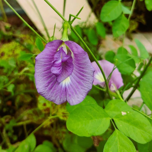 Pink Butterfly Pea Vine Single Petal (Clitoria ternatea) Rare Flowering Live Plant