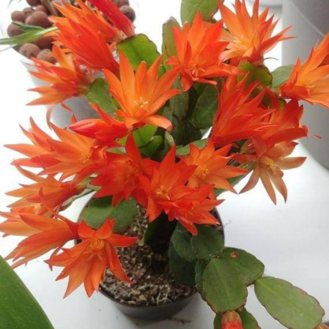 Christmas Cactus Orange Live Plant