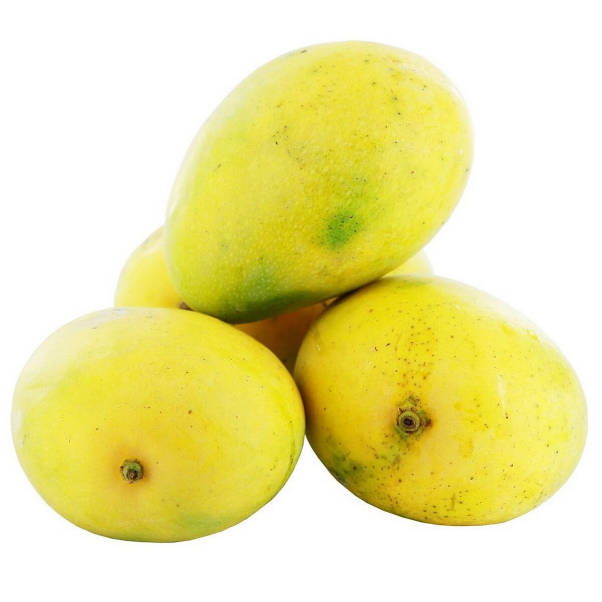 Malgova Mango Grafted Live Plant