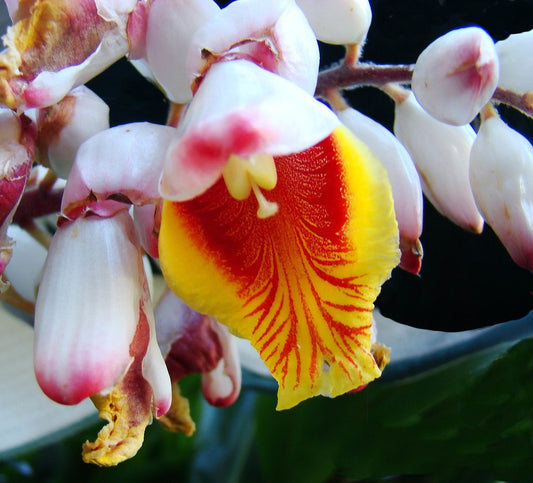 Shell Ginger Flowering Live Plant