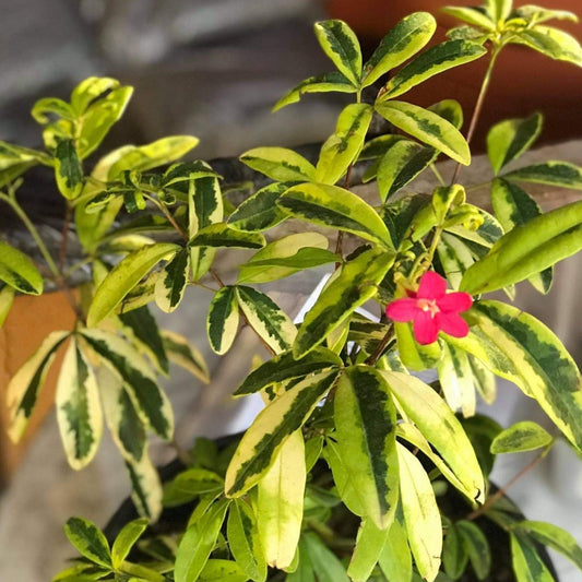 Variegated Lavinia (Pink Flower) All Time Flowering Live Plant