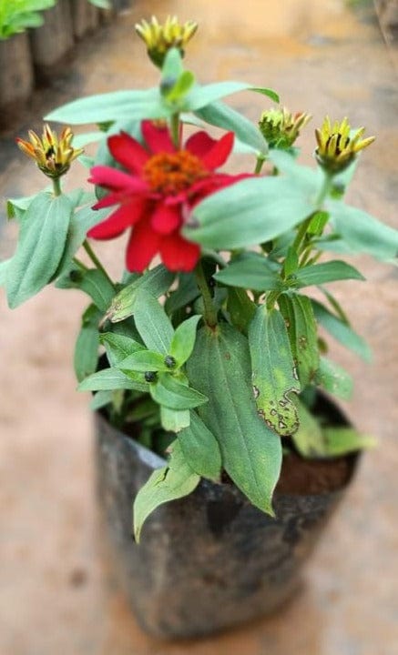 Red Multi Petal Zinnia Flowering Live Plant