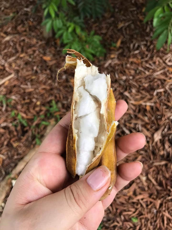 Ice Cream Bean Live Plant (Inga Edulis)