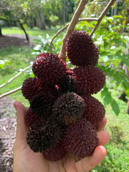 Pulasan Fruit Live Plant (Nephelium Mutabile)