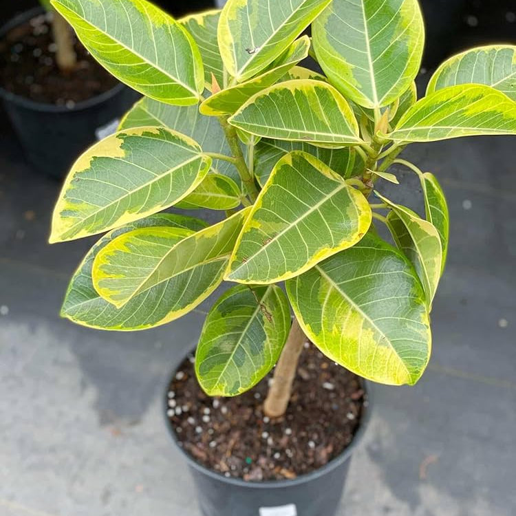 Varigated Banyan Tree Bonsai Live Plant