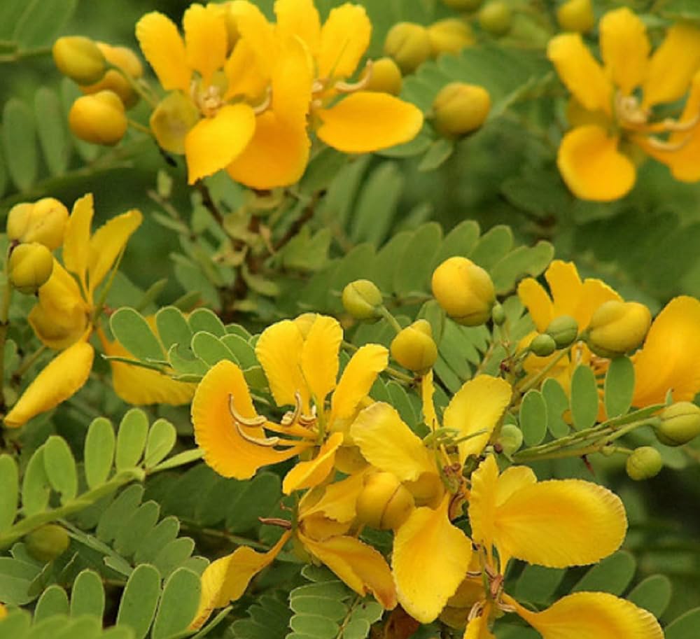 Avaram (Senna auriculata) All Time Flowering Live Plant