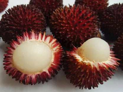 Pulasan Fruit Live Plant (Nephelium Mutabile)