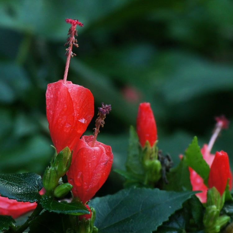 Miniature Sleeping Hibiscus Red (Malvaviscus arboreus) Flowering Live Plant