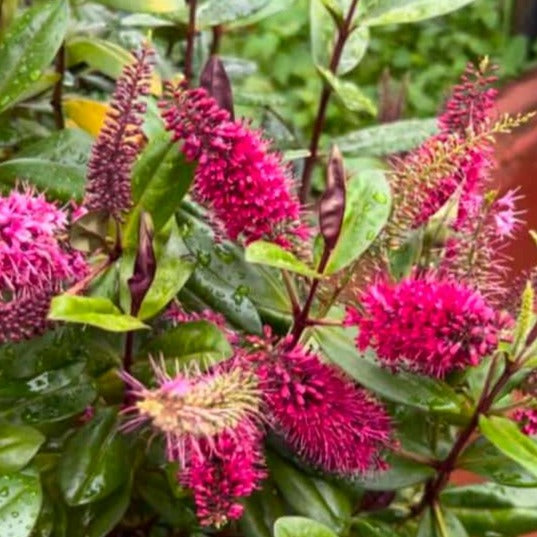 Rare Hebe Speciosa Magenta Flowering Live Plant