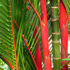 Red Palm (Cyrtostachys renda) Ornamental Live Plant