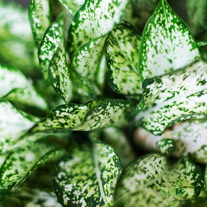 Aglonema snow white indoor plant