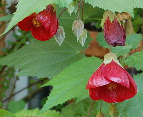 Red Lantern Hibiscus Flowering Live Plant