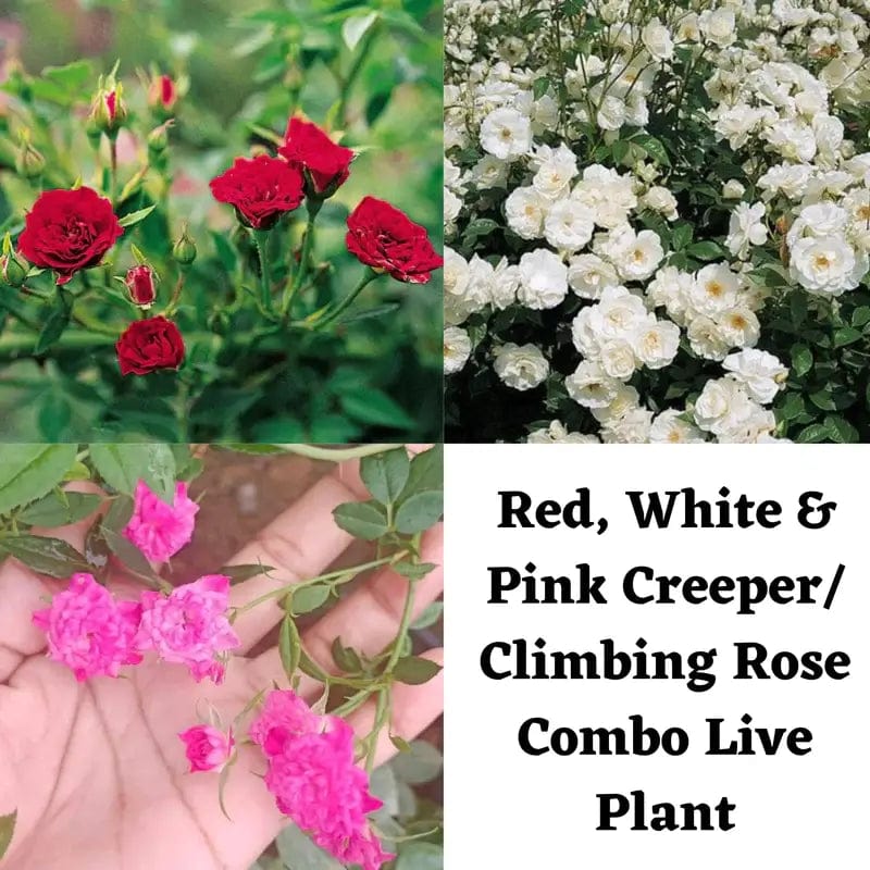 Red, White & Pink Creeper/ Climbing Rose Combo Live Plant