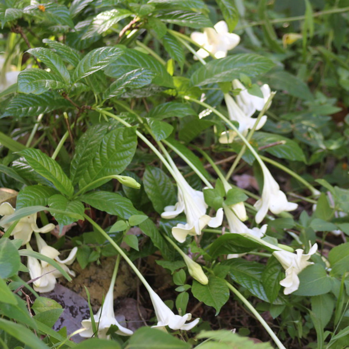African Tree Gardenia (Euclinia longiflora) Flowering Live Plant