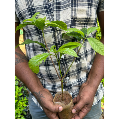 African Tree Gardenia (Euclinia longiflora) Flowering Live Plant