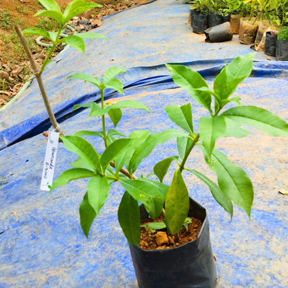 Allamanda Biscuit All Time Flowering Live Plant