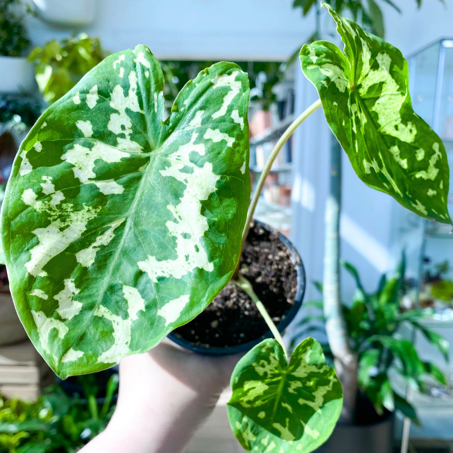 Alocasia Hilo Beauty (Caladium praetermissum) Indoor / Outdoor Live Plant