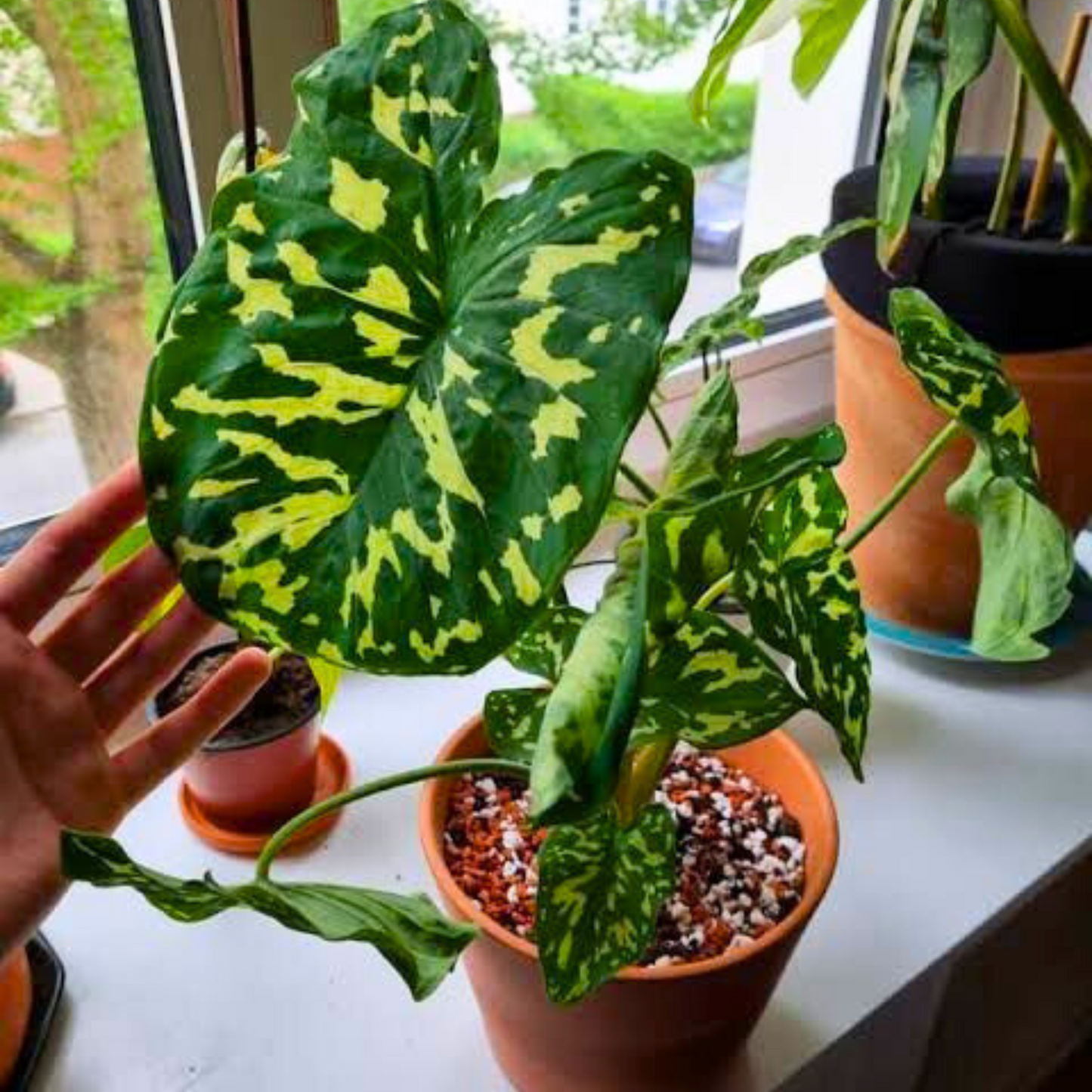 Alocasia Hilo Beauty (Caladium praetermissum) Indoor / Outdoor Live Plant