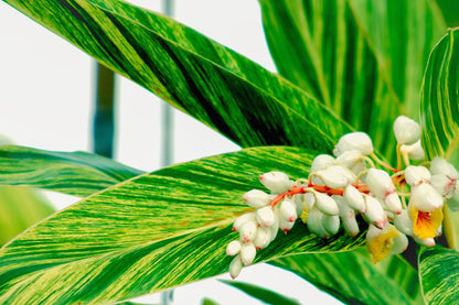 Shell Ginger Variegated Flowering Live Plant